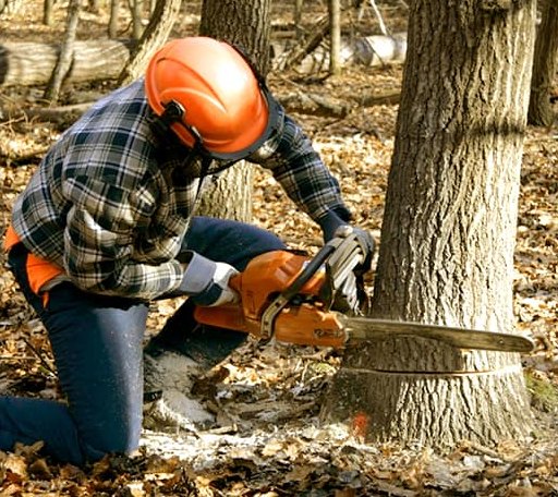 Tree Removal in Bay, AR